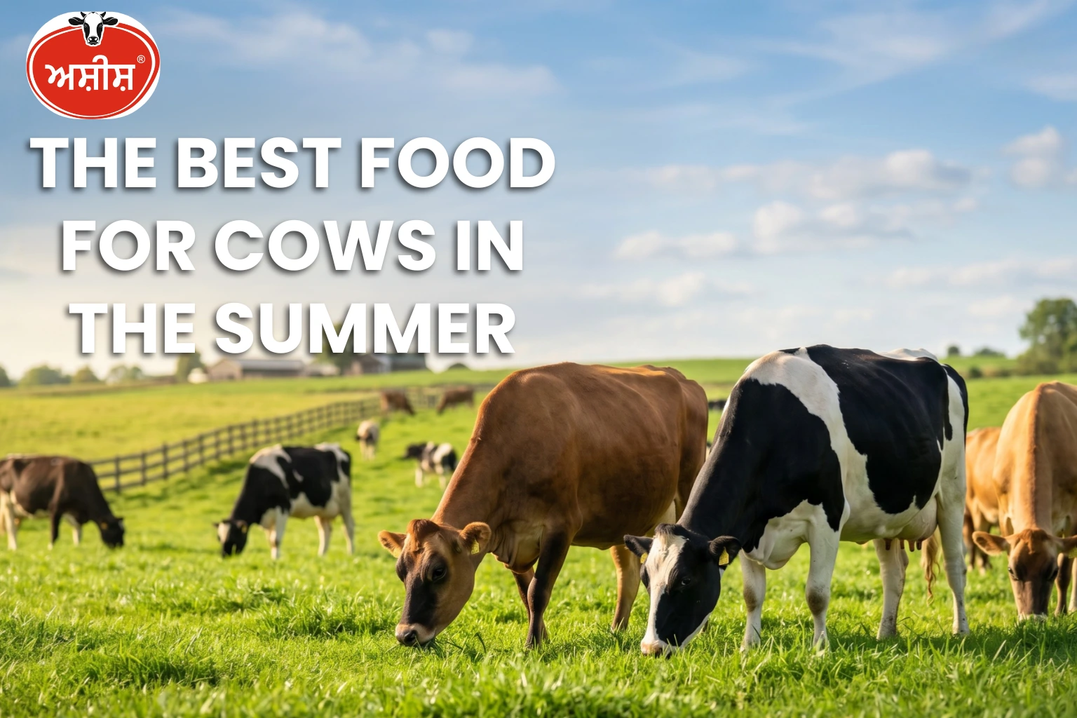 Cows grazing in a field showing the best food for cows in summer to maintain health and productivity