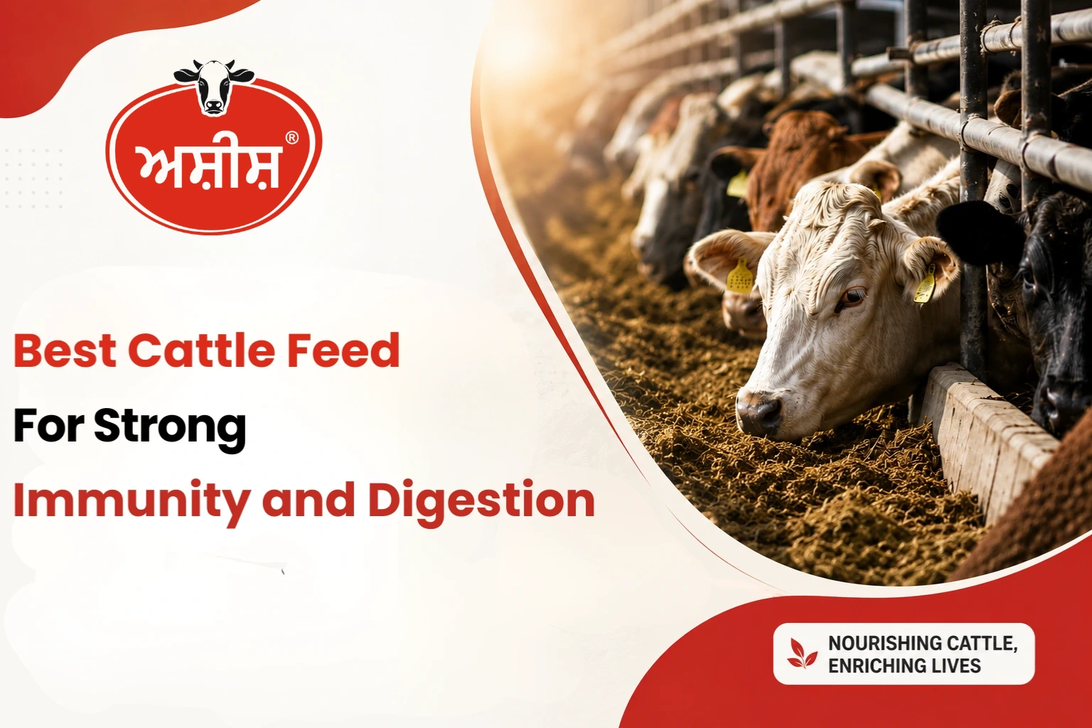 Healthy cattle feed supporting strong immunity and better digestion in dairy and livestock cattle