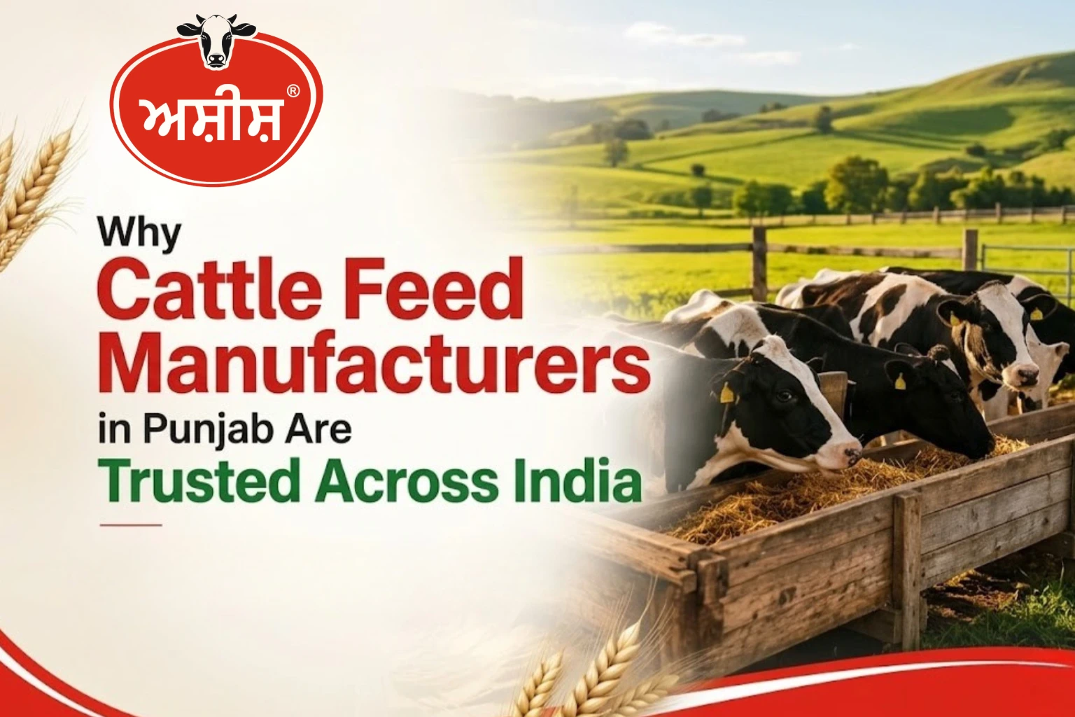 Dairy cattle feeding on premium nutrition from cattle feed manufacturers trusted across India